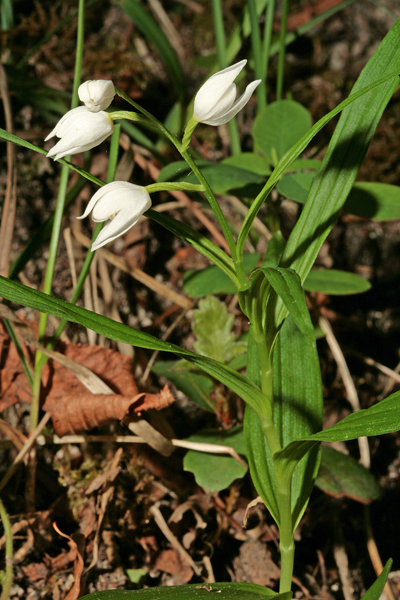 Fiori bianchi da determinare